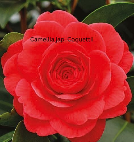 Camellia japonica rosa, Kamelien mit rosa Blüten